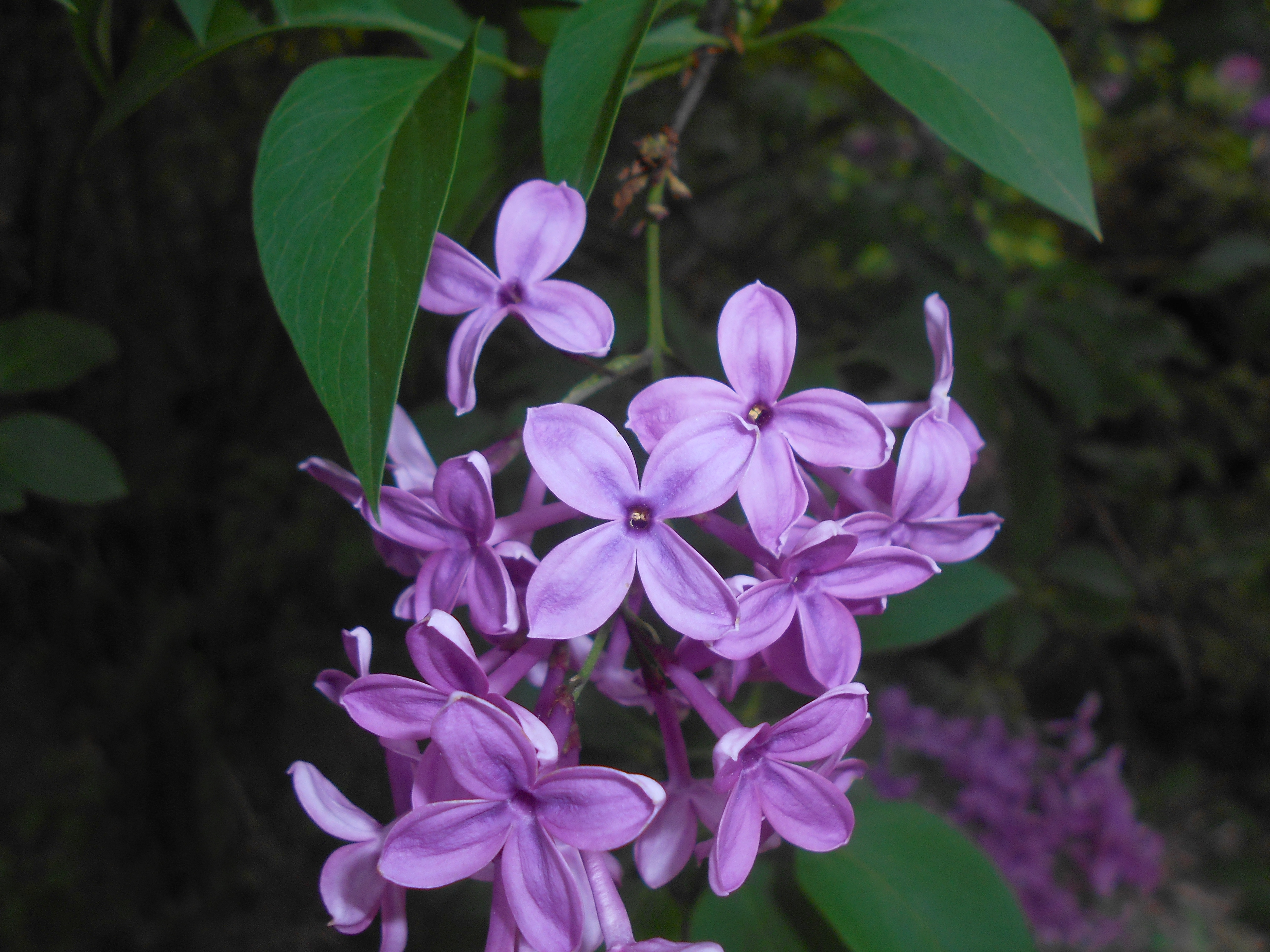 Китайская сирень фото и описание. Сирень китайская Саугеана. Syringa chinensis 'Saugeana'. Сирень ами Шотт. Сирень обыкновенная ами Шотт.