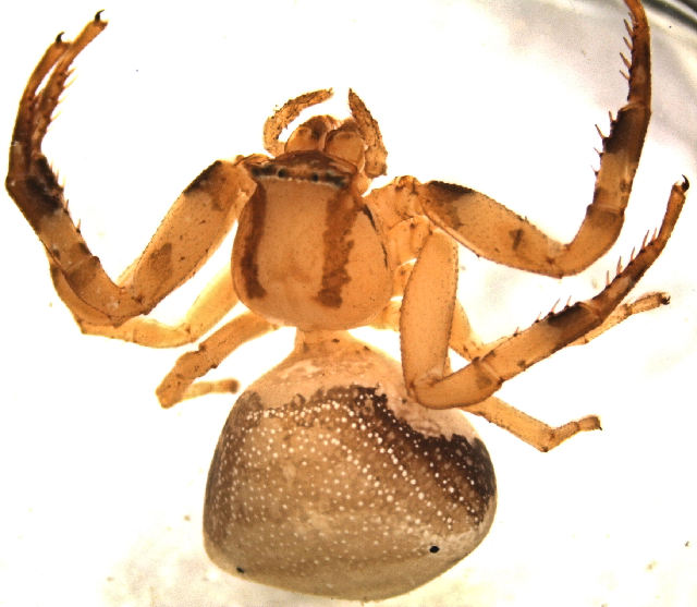 File:Thomisus albertianus.jpg