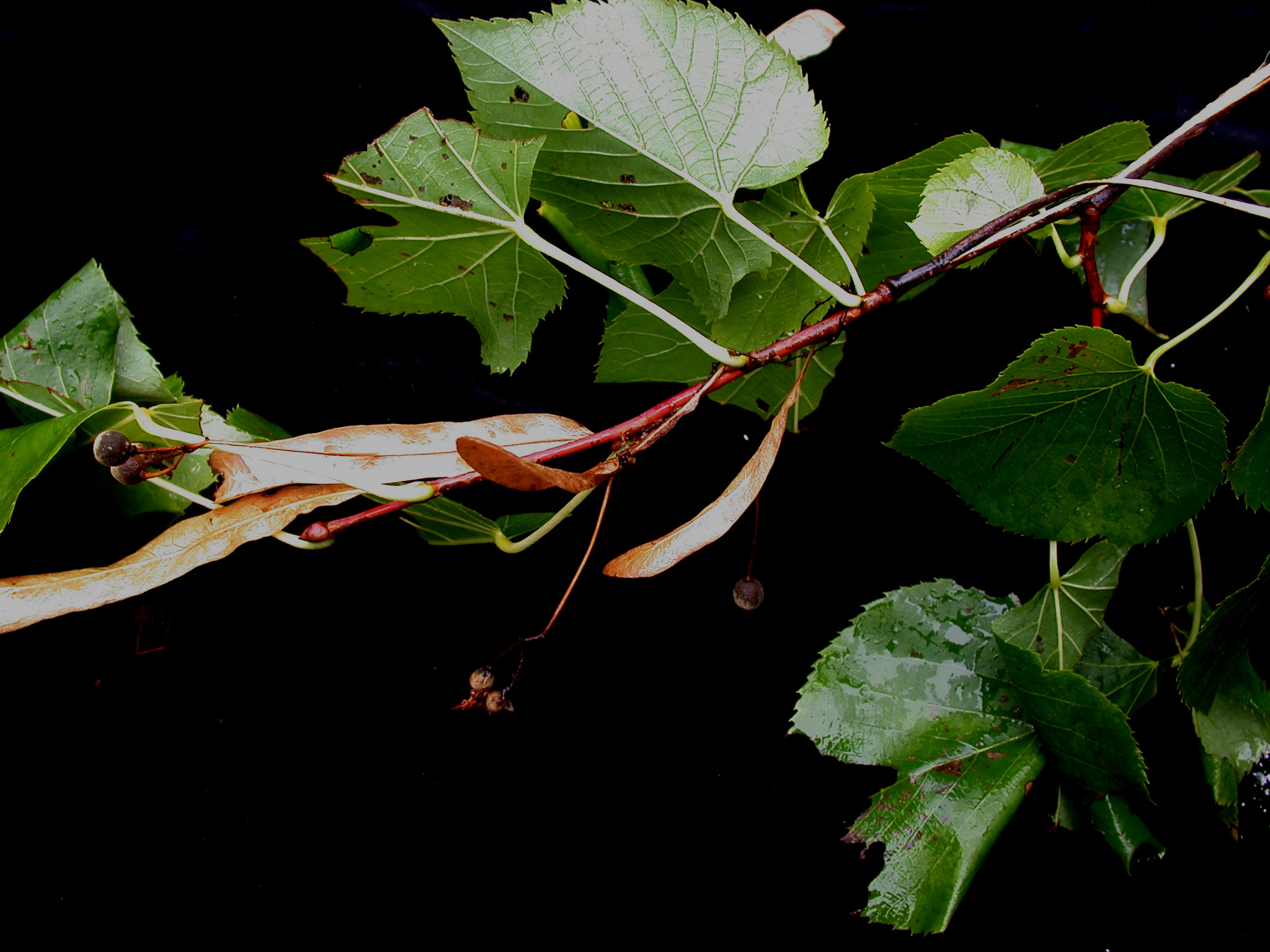 Tilia steam перевод фото 8