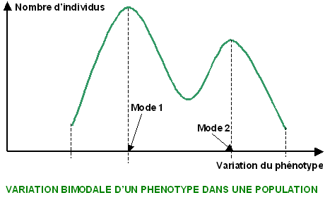 File:Variation phénotypique Courbe bimodale.PNG