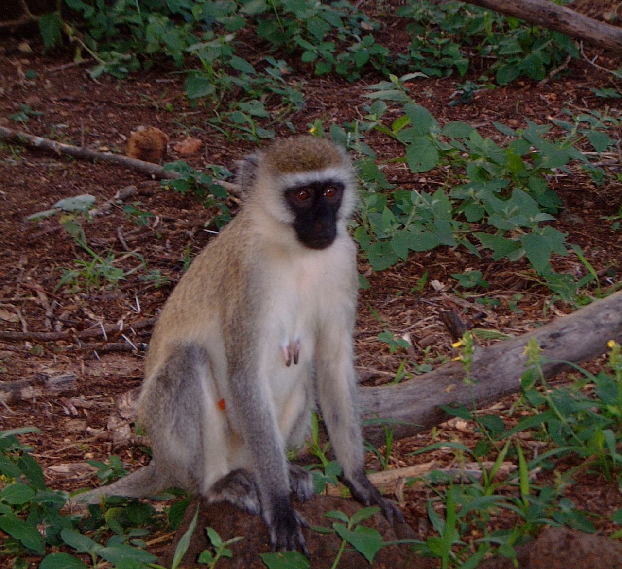 קובץ:Vervet Monkey.jpg – ויקיפדיה
