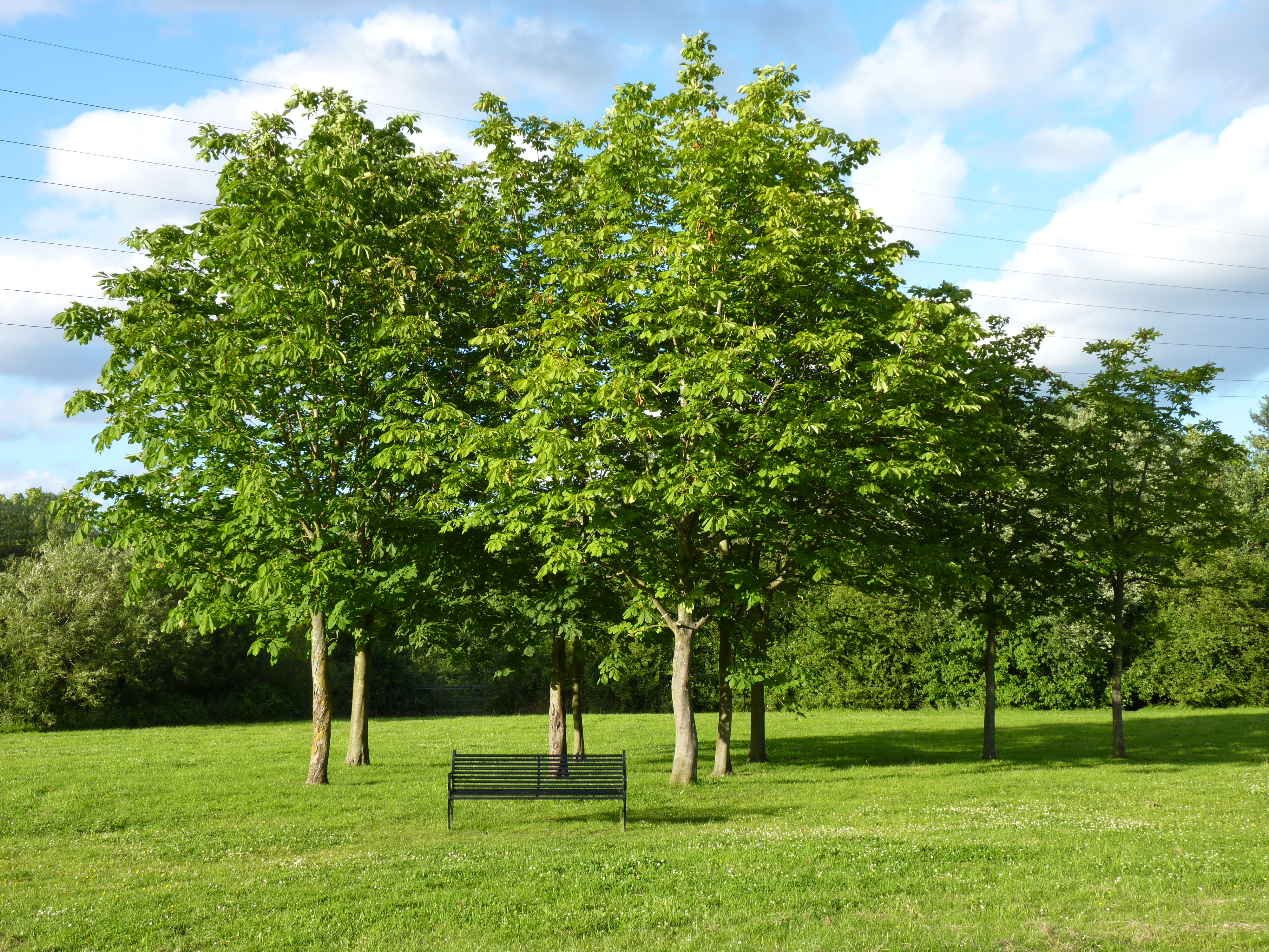 Filewinnersh Meadows Trees Wikipedia