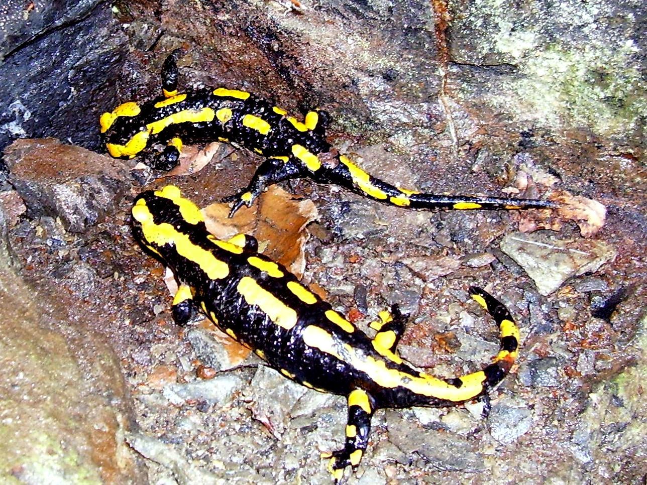 Огненная саламандра. Огненная саламандра дс2. Семейство Саламандровые. Израильская саламандра.