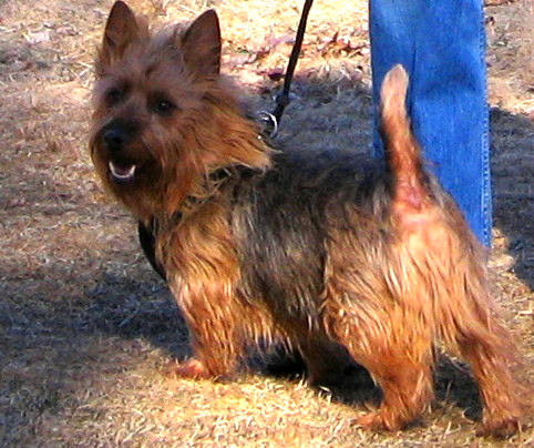 Terrier australien - Dog Scanner