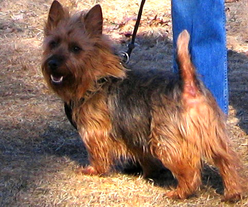 File:Australian Terrier adult male.jpg