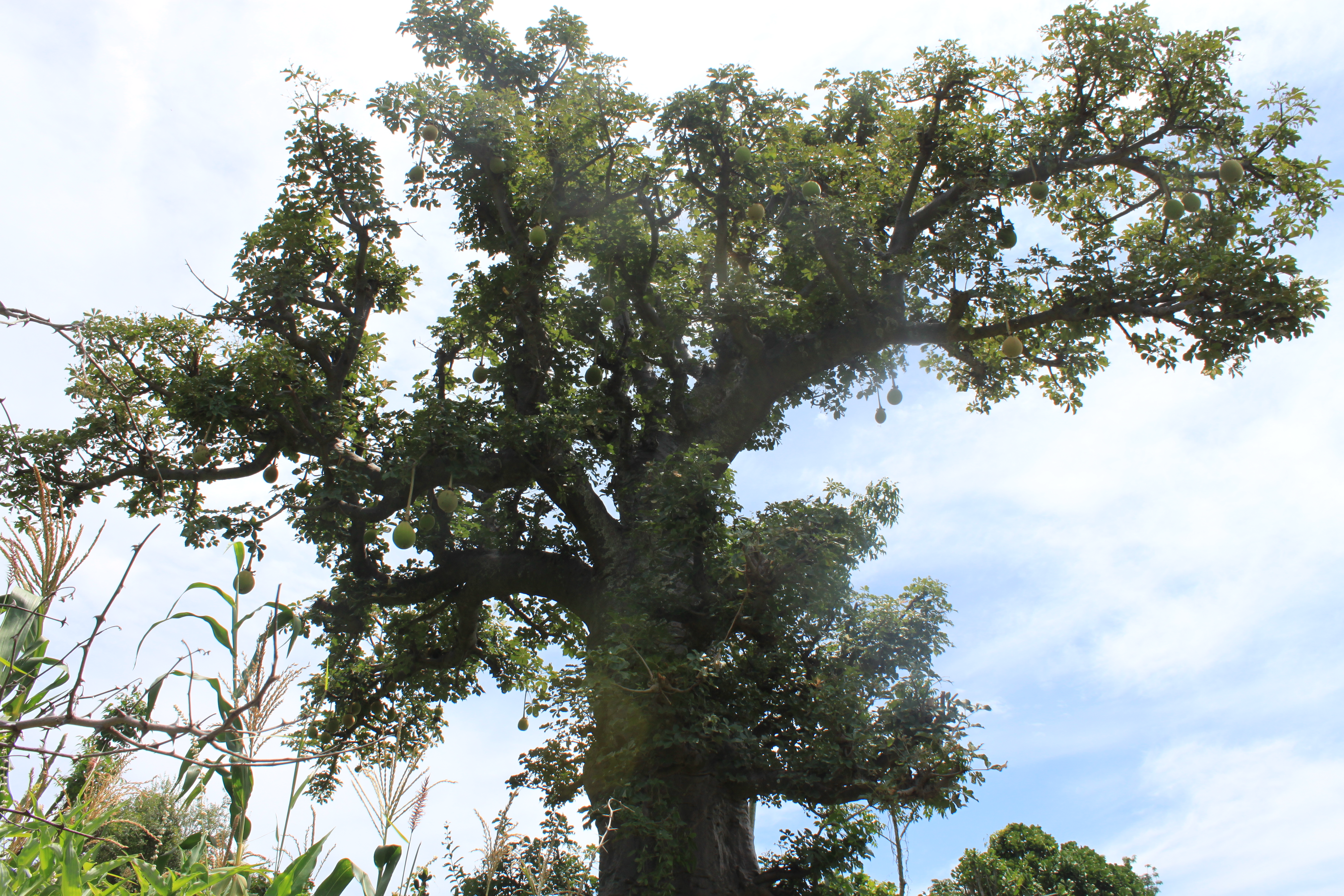 http://upload.wikimedia.org/wikipedia/commons/b/b6/Baobab_with_fruits_in_Cameroon.JPG