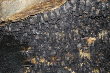 File:BatsInUganda.jpg