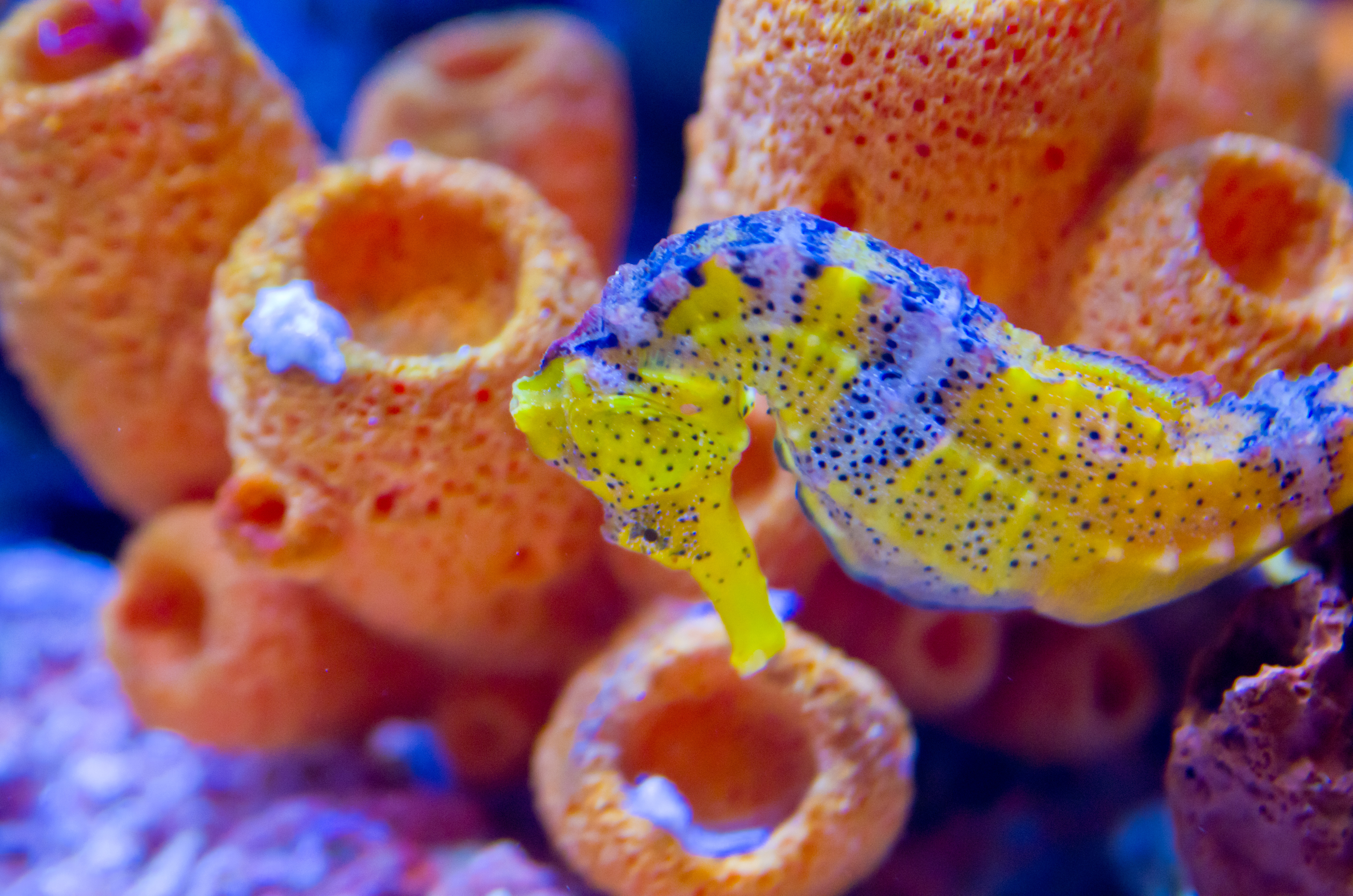 colorful seahorses