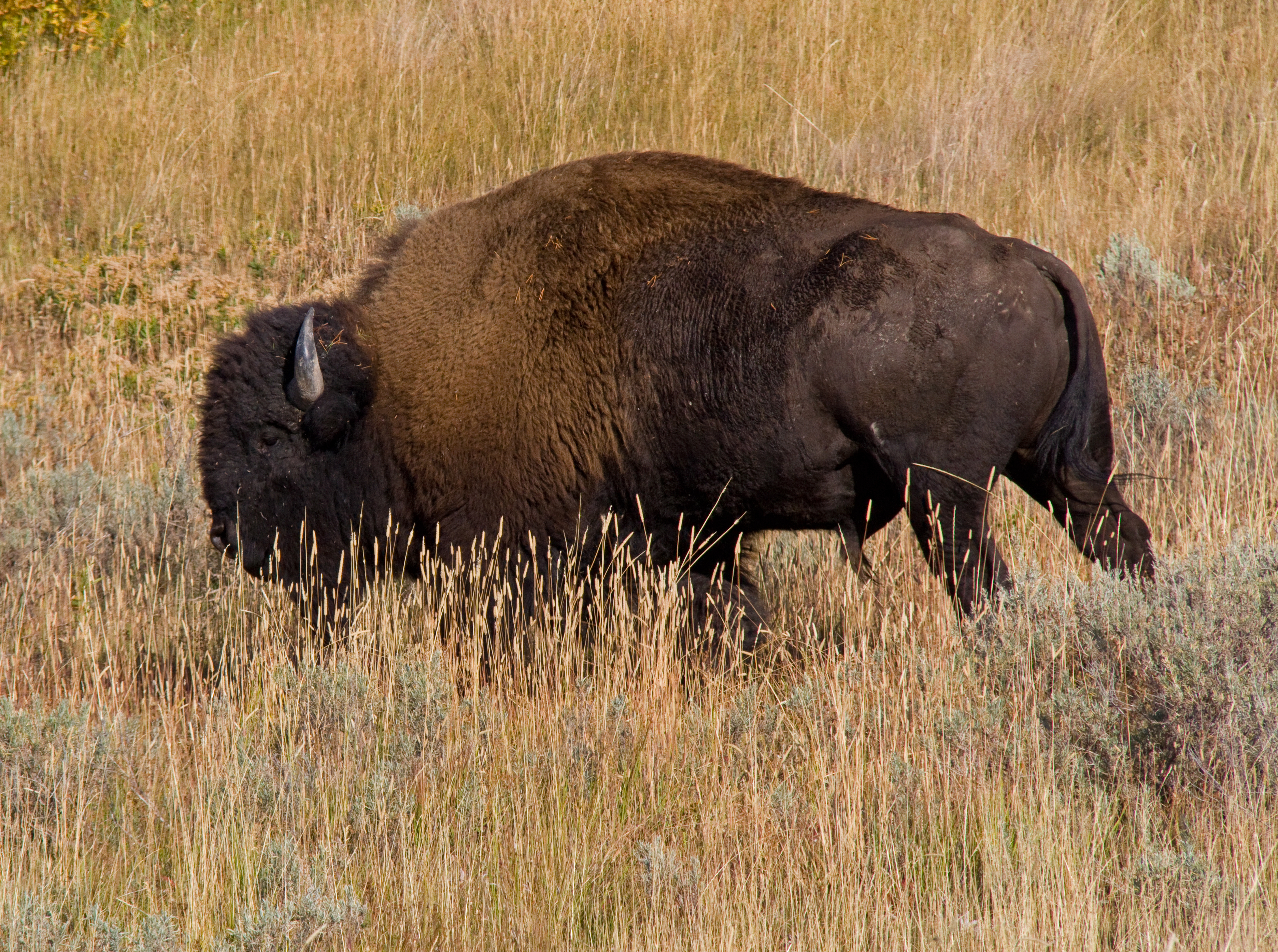 Сильный бизон. Бизон Bison ГДР. Бизон 4 на 4. Филе бизона. Проект m-4 Bison.