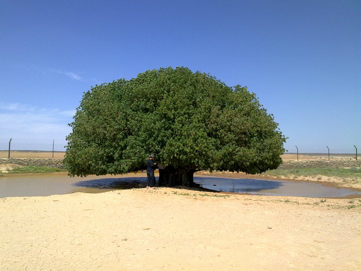 شجرة البقيعاوية ويكيبيديا