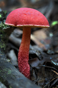 File:Boletellus obscurecoccineus.jpg