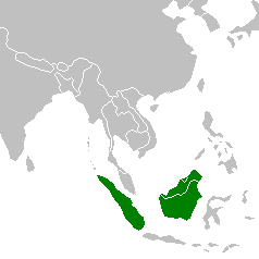 Borneonpuuleopardin levinneisyysalue