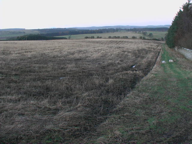 File:Boundary wall and forest edge near Moorlaws - geograph.org.uk - 1088329.jpg