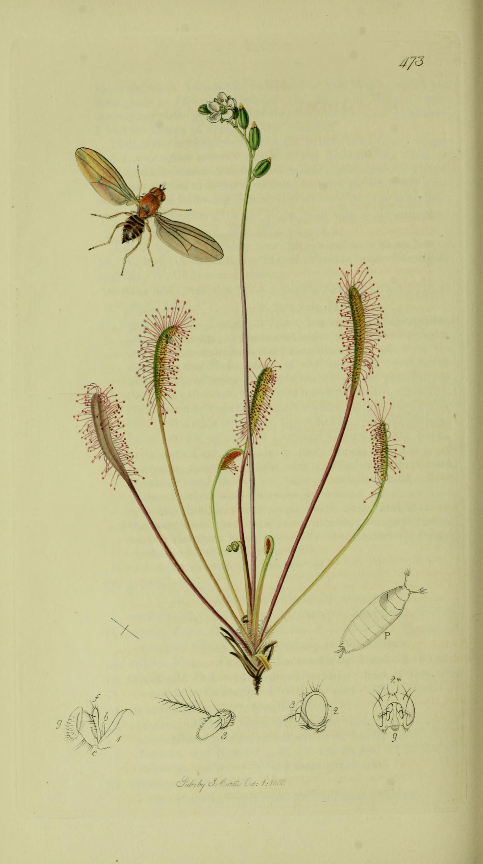 Drósera Ботанический рисунок