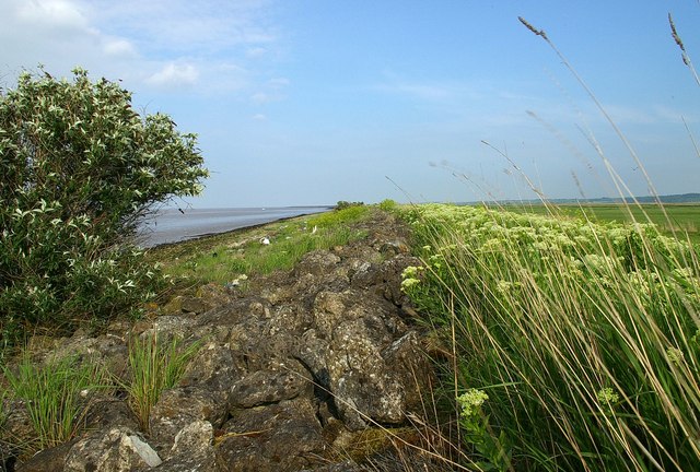 File:Buddleia and Sea Wall - geograph.org.uk - 168971.jpg