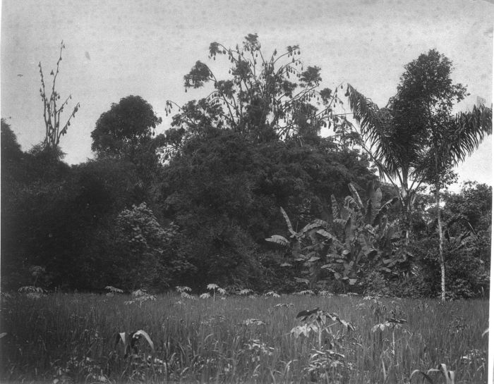 File:COLLECTIE TROPENMUSEUM Kalongs (vliegende honden) in de bomen in de omgeving van Garoet TMnr 60009521.jpg