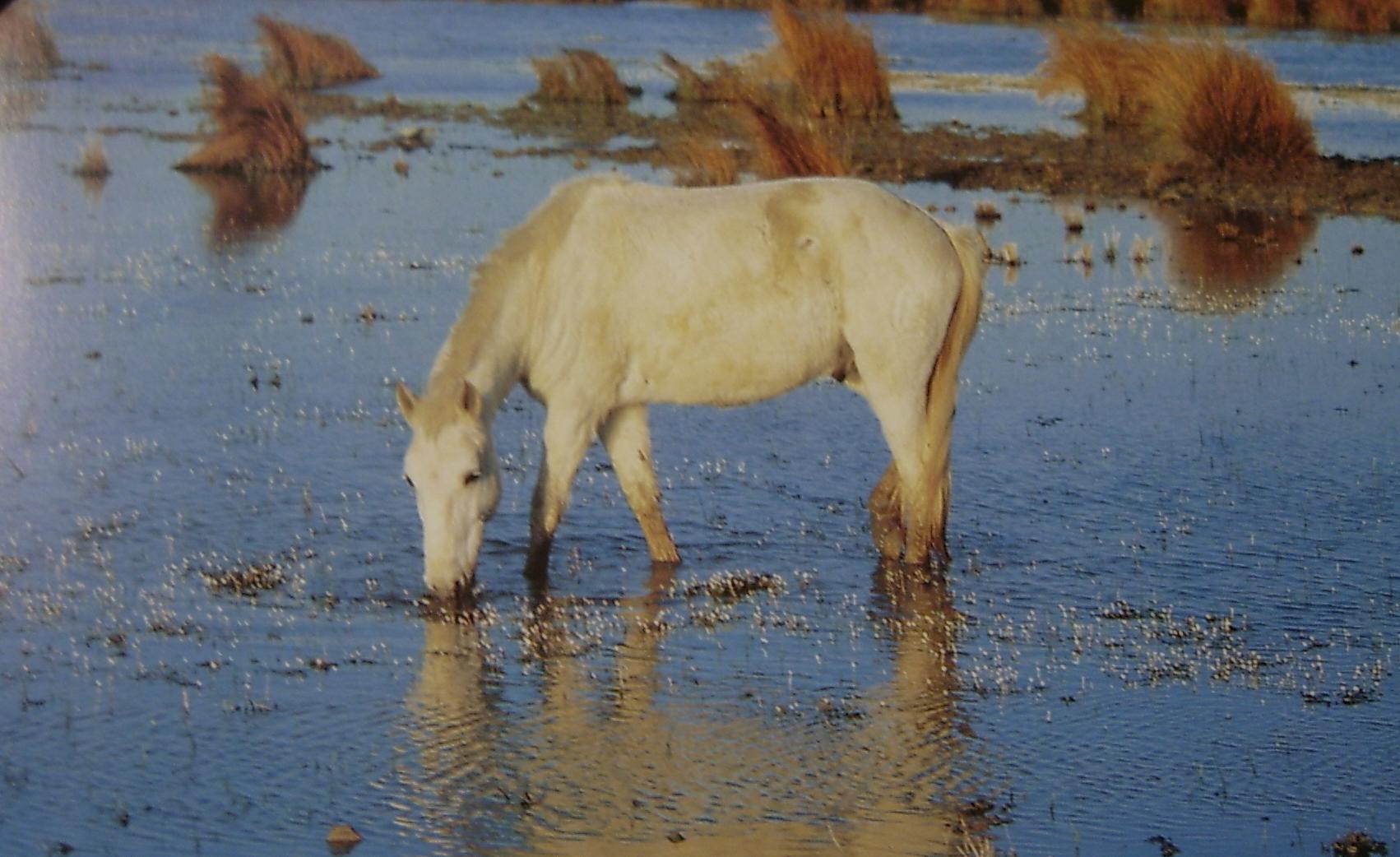 Лошадь пьющая воду