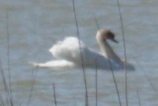 File:Cigno.jpg