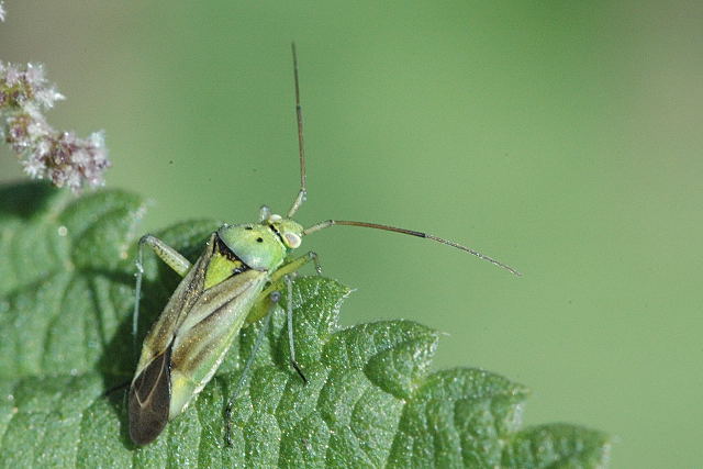 File:Closterotomus.norwegicus.jpg