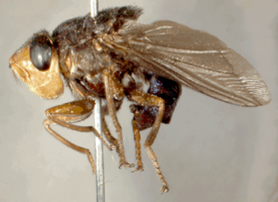 <i>Dermatobia hominis</i> Species of fly