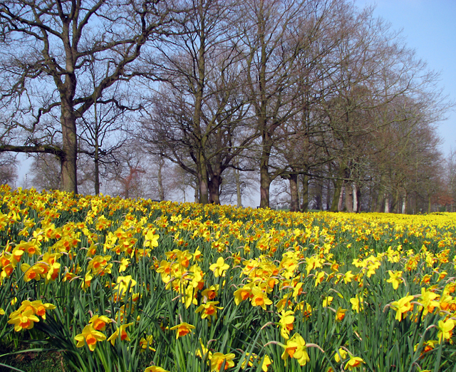 File:Daffodils, Barnett Demesne - geograph.org.uk - 1211973.jpg