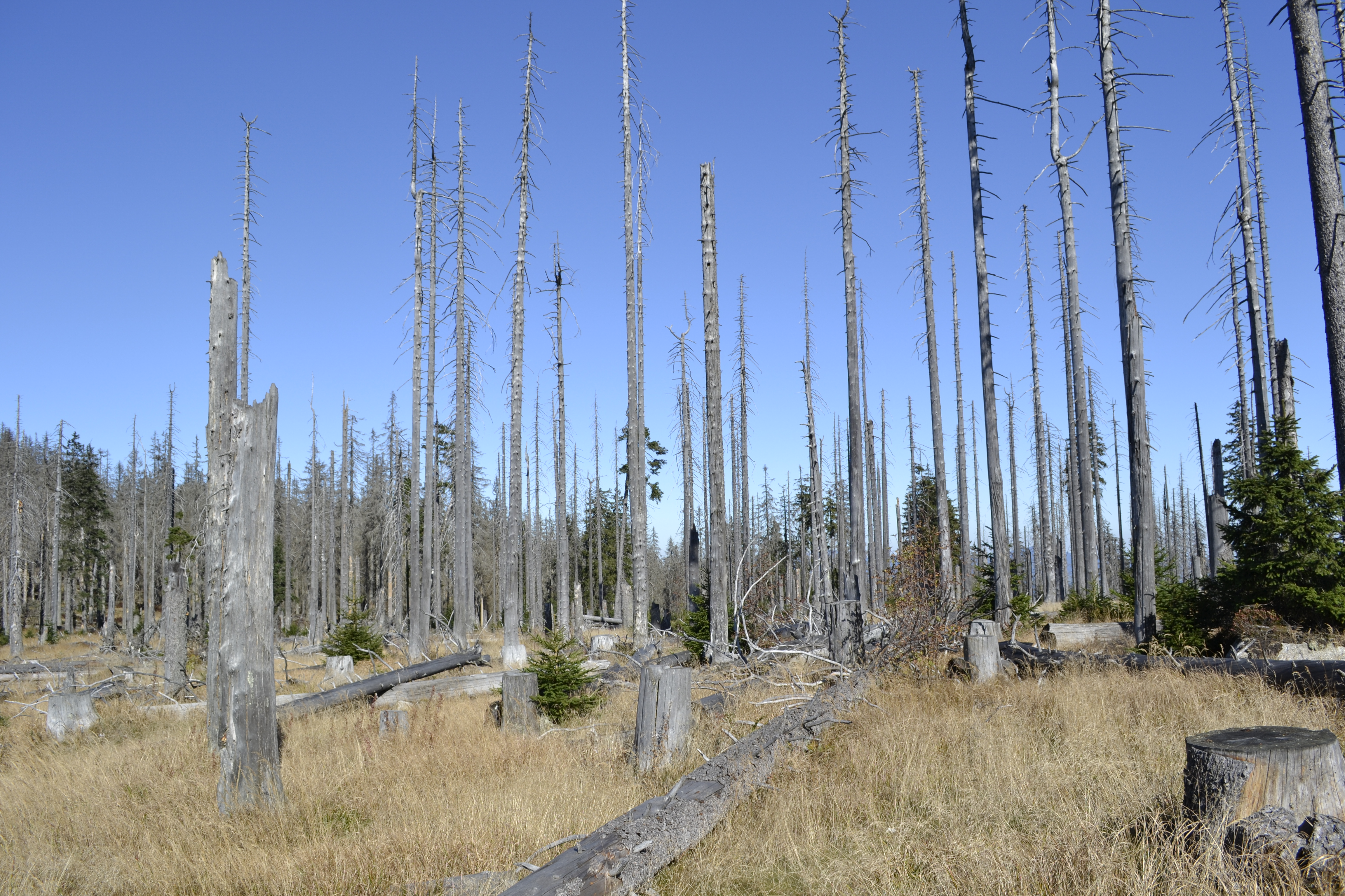 File Dead Trees In The Bavarian Forest Dreisesselberg 01 Jpg Wikimedia Commons