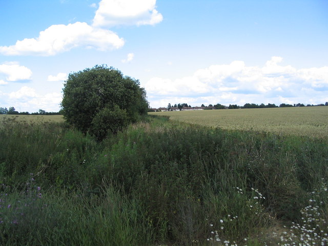 File:Ditch and wheat fields - geograph.org.uk - 489386.jpg