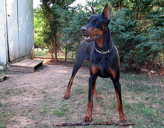 File:Doberman Kohaku.jpg