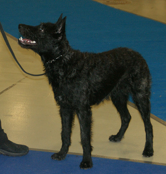 File:Dutch Shepherd wire-haired.jpg