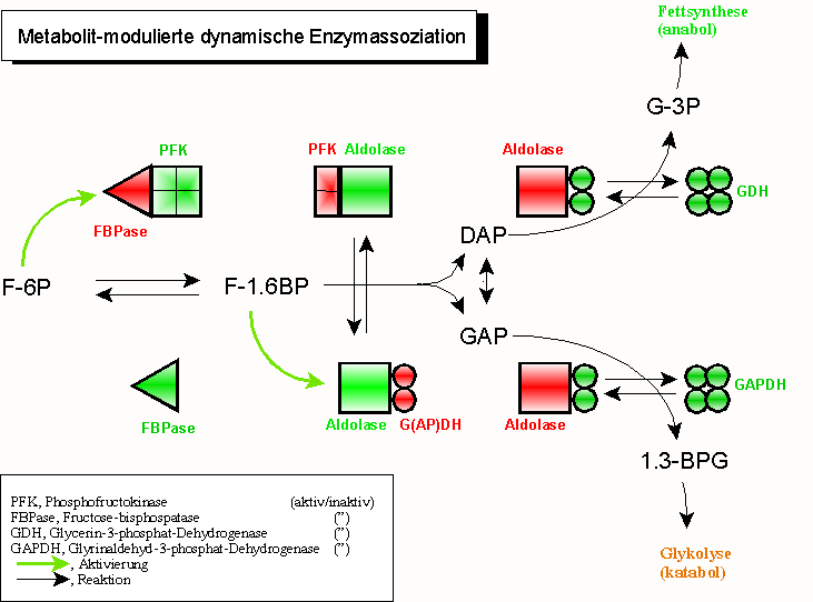 Dynamic enzyme association