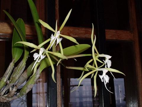 File:Epidendrum ciliare.jpg