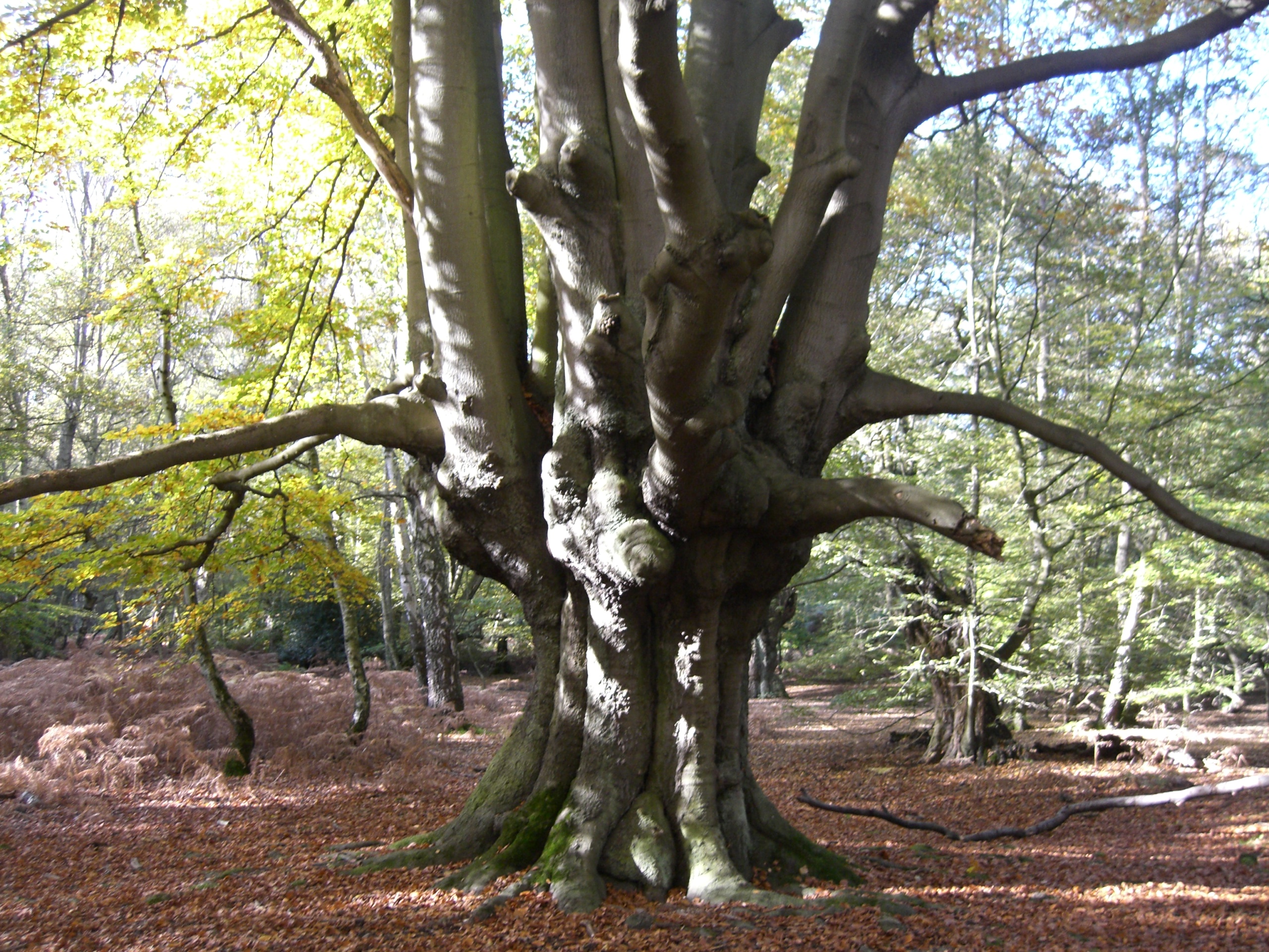 Epping Forest pollard.jpg