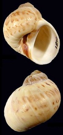 <i>Euspira nitida</i> Species of gastropod