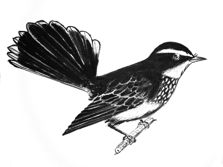 File:Fantail.png