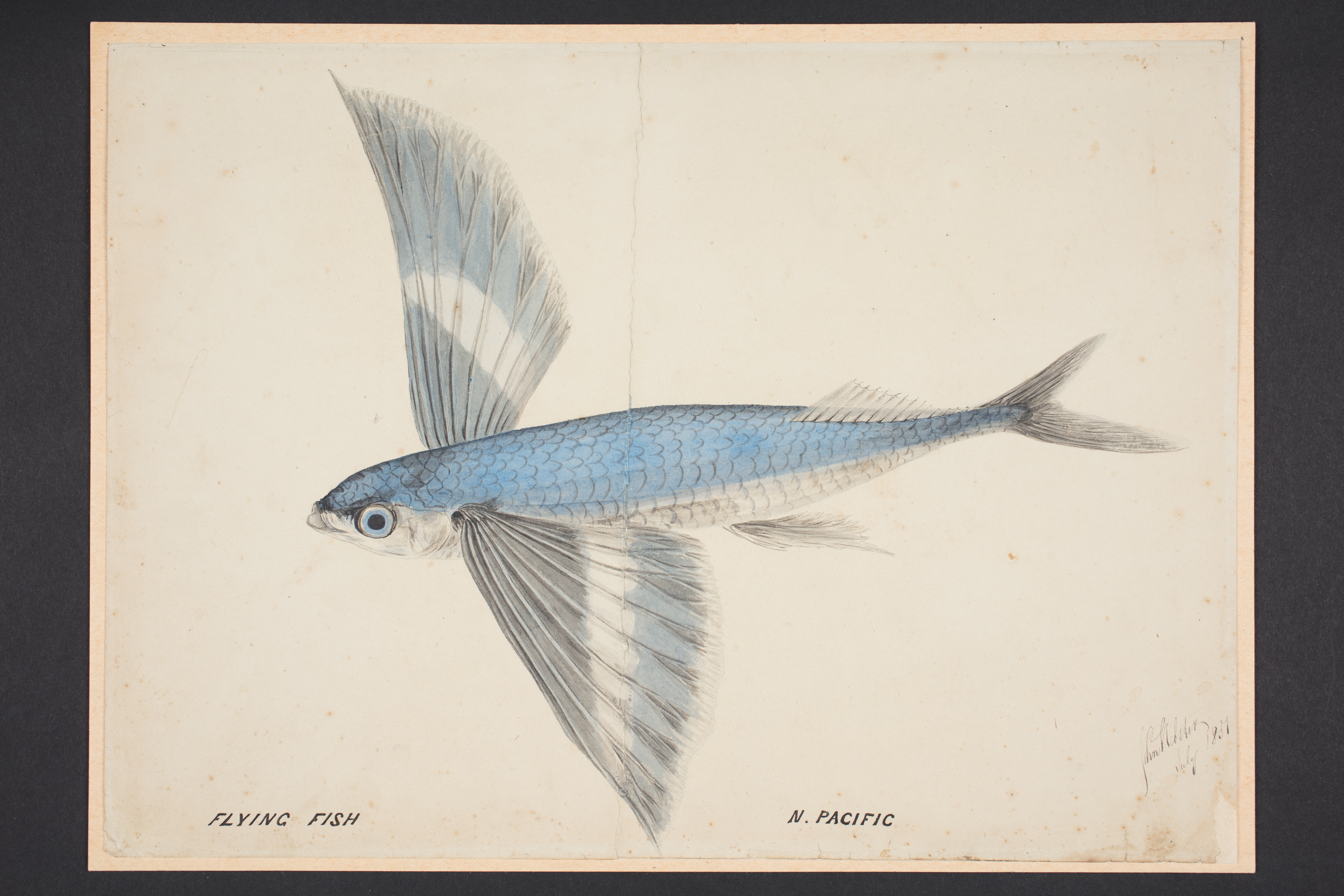 File:Flying fish N. Pacific (48752201523).jpg - Wikimedia Commons