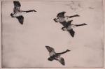 Geese in Flight etching Frank Weston Benson.jpg