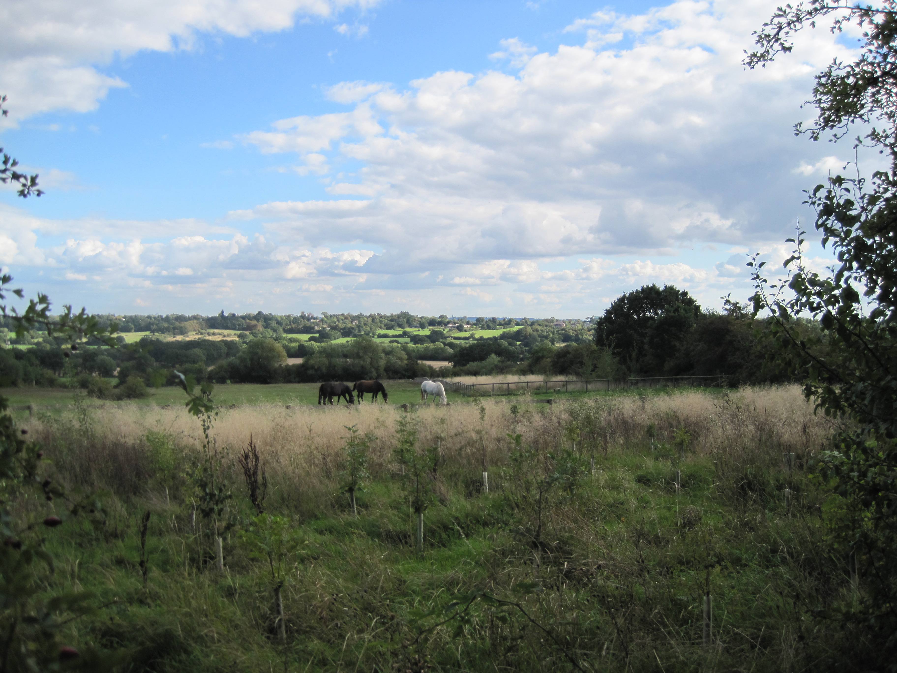 Glebe Lane Pastures