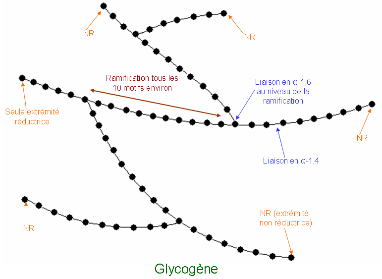 File:Glycogène.PNG