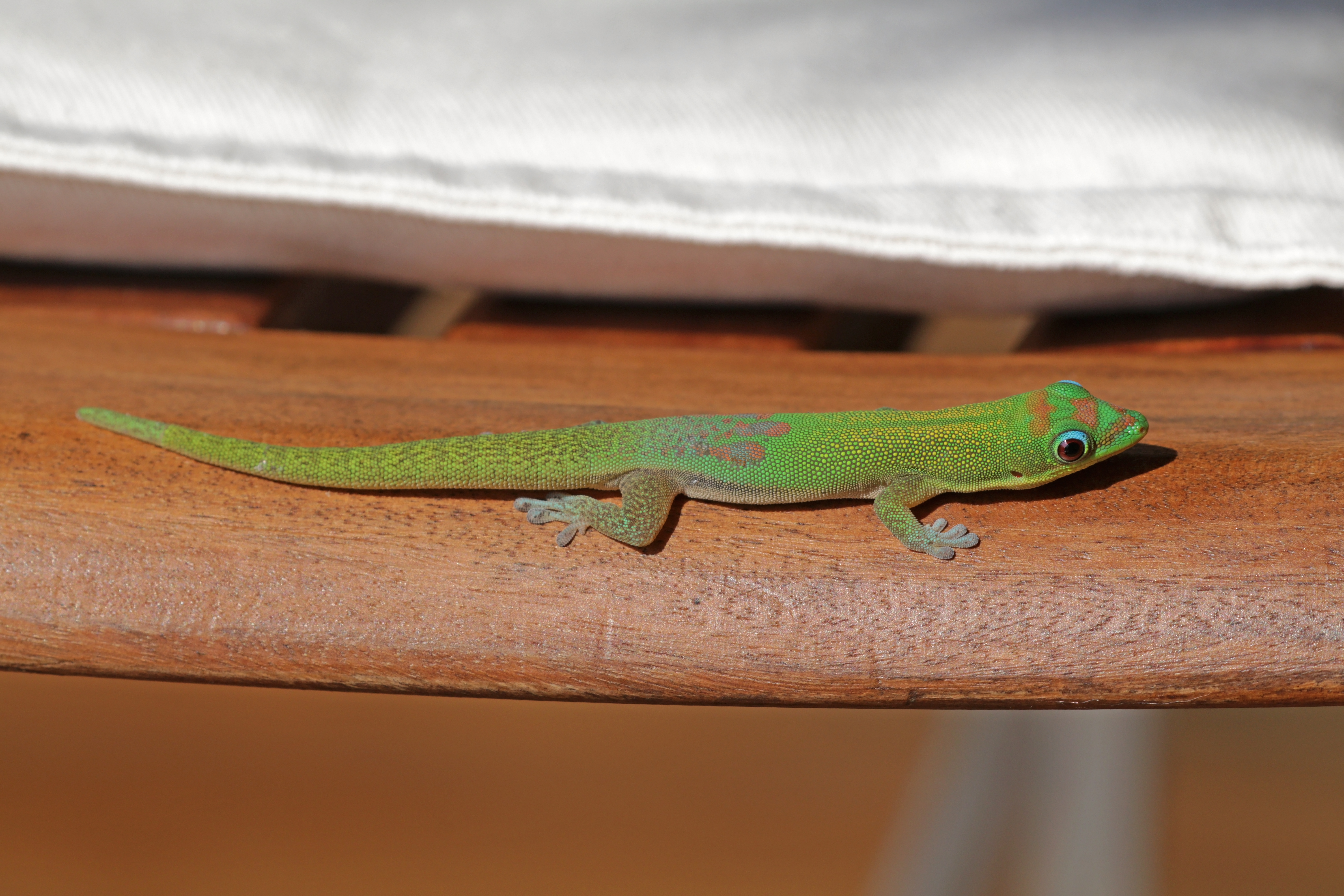 Gold dust day gecko - Wikipedia