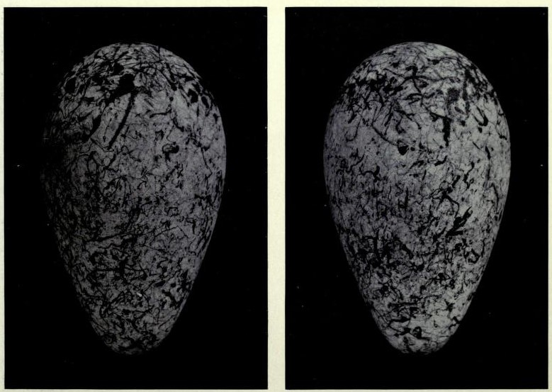 File:Great Auk Egg No. 14.jpg