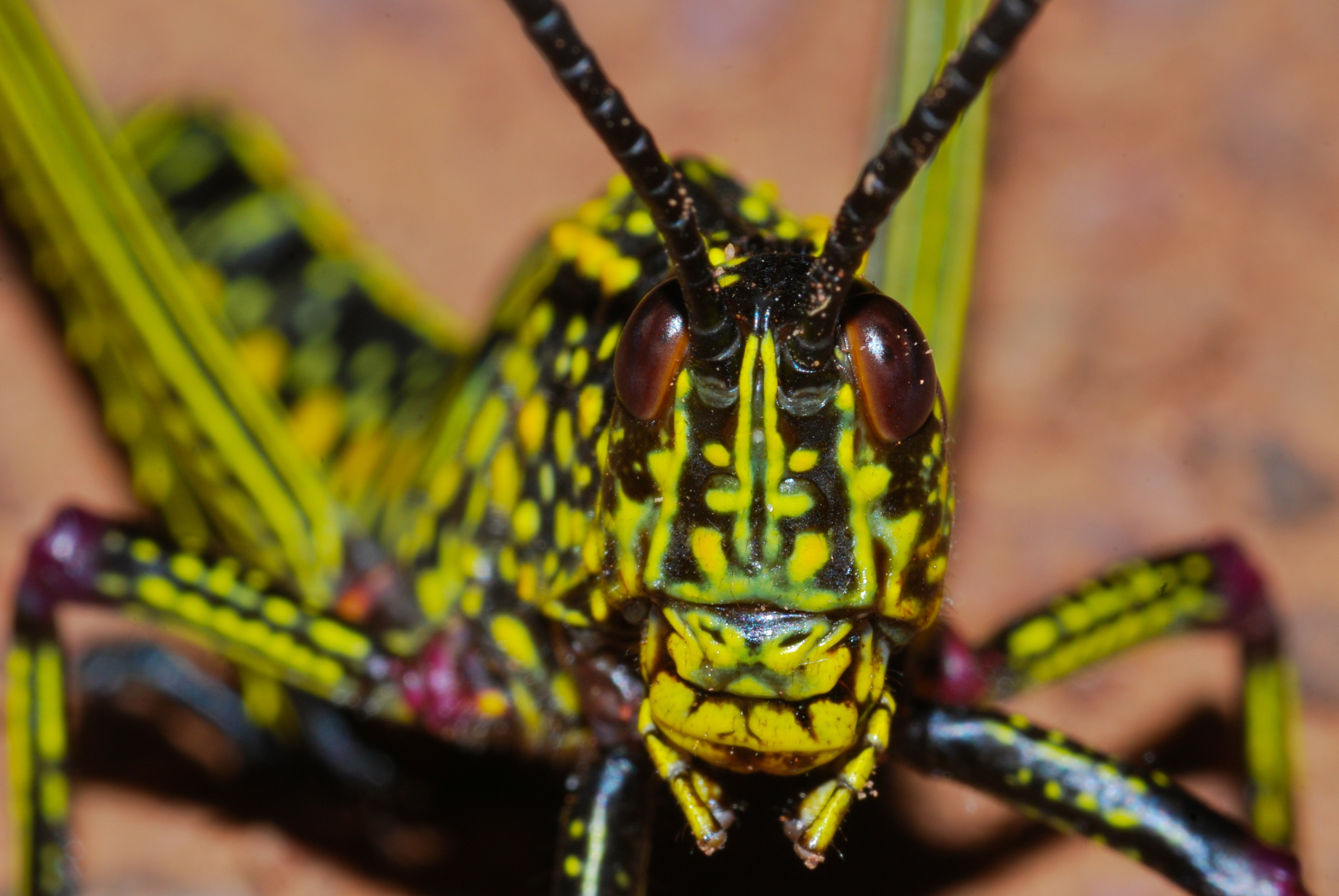 Green Milkweed Locust (Phymateus viridipes) nymph (6888498178).jpg