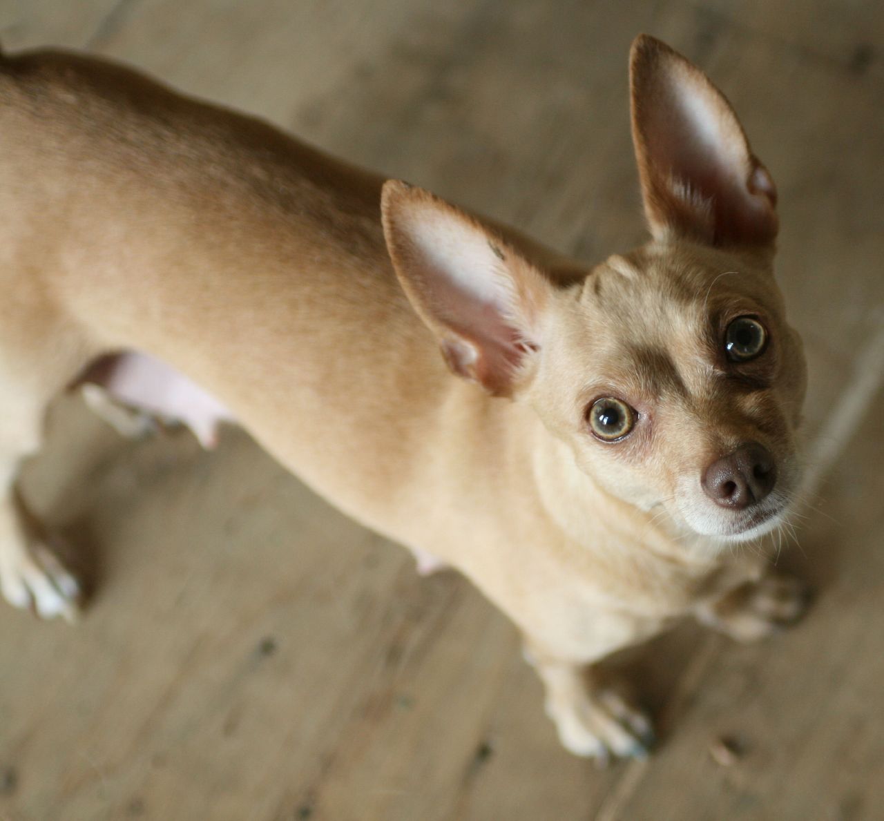 http://upload.wikimedia.org/wikipedia/commons/b/b6/Green_eyed_beige_Chihuahua.jpg