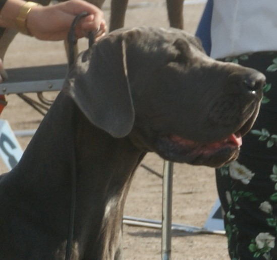 File:Head of blue Great Dane 2.jpg