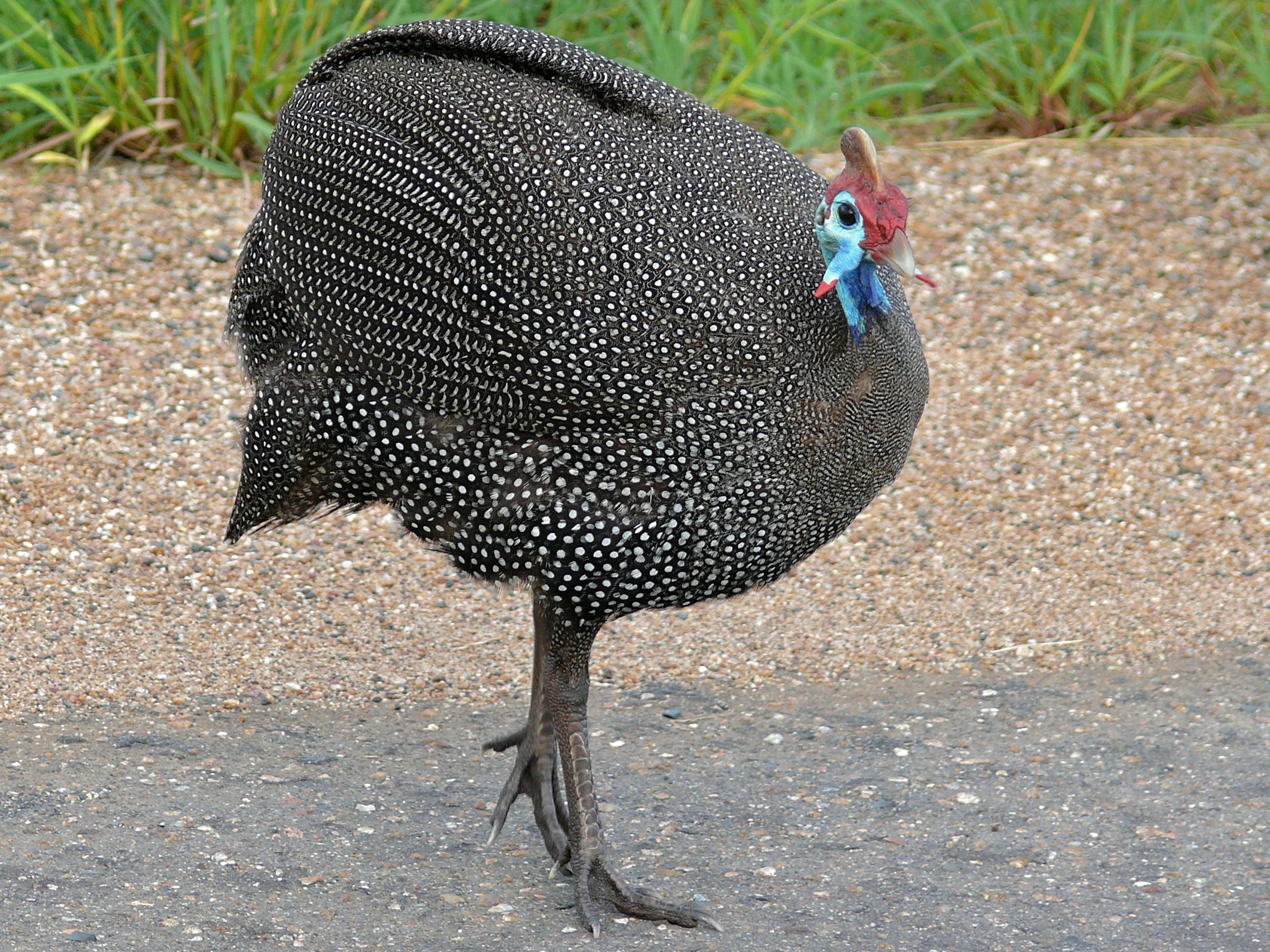 Helmeted Guineafowl (Numida meleagris) (6044875429).jpg