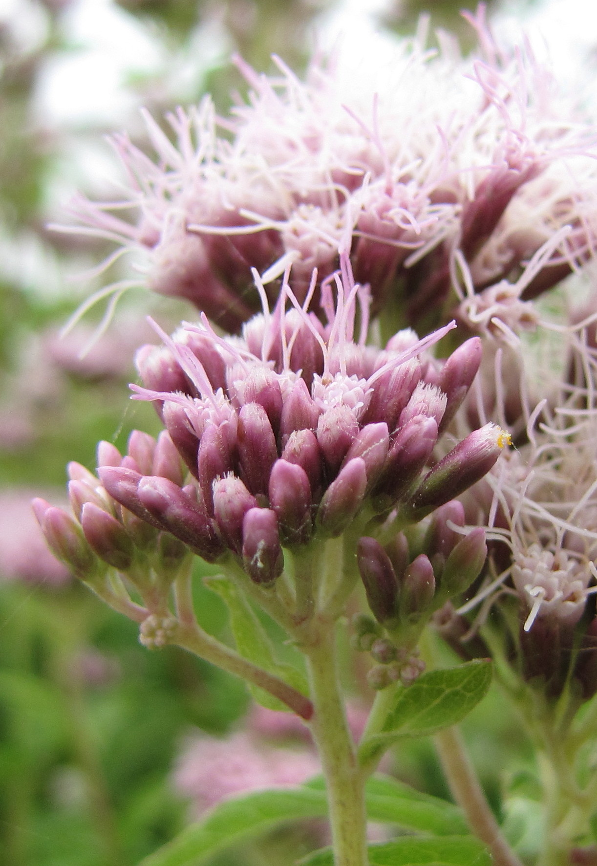 Hemp Agrimony (Eupatorium cannabinum) (3857213122).jpg