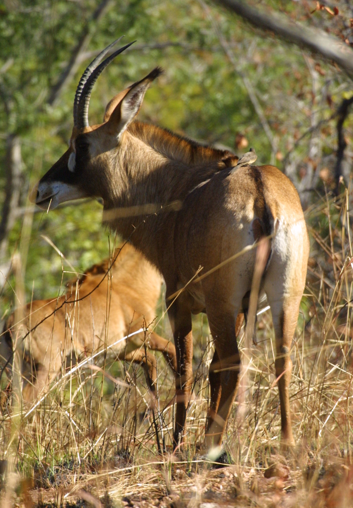 Red-flanked Duiker - Encyclopedia of Life