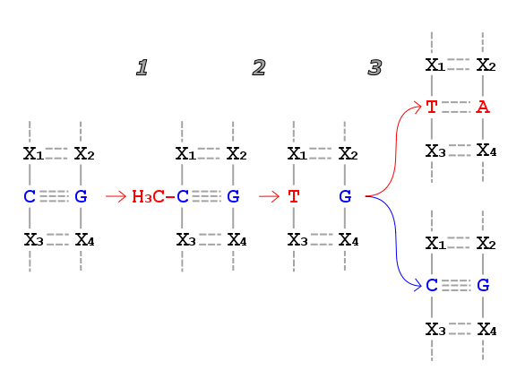 File:Hypothesis Scarano-etal.1967.png