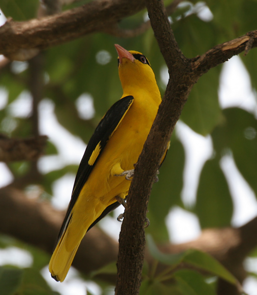 File:Indian Golden Oriole (Oriolus kundoo), male at Secunderabad W IMG 6718.jpg