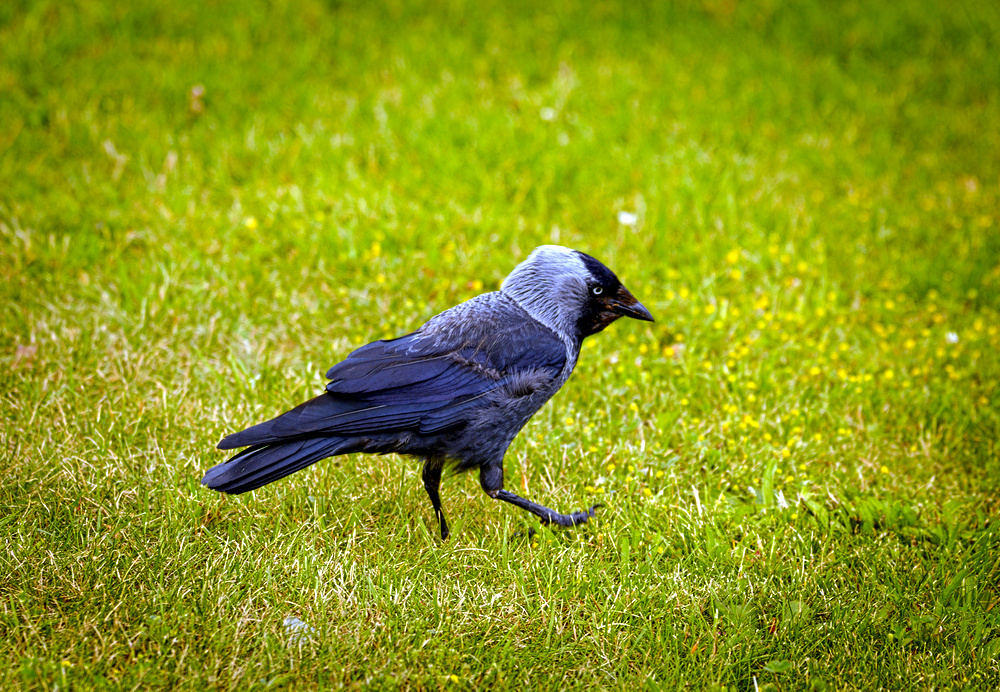 Jackdaw (19106147020).jpg