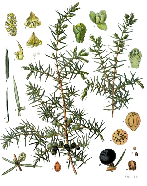 File:Juniperus communis - Köhler–s Medizinal-Pflanzen-082.jpg